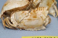 Common box crab Collection Image, Figure 6, Total 6 Figures